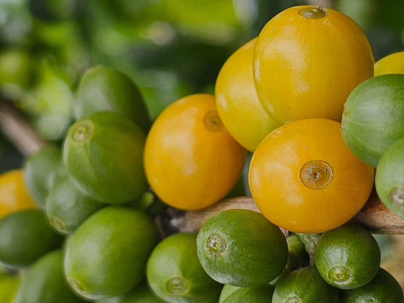 Colombia Huila Yellow Bourbon Double Fermentation - 36014 - 70.3 kg GrainPro Bags - SPOT RCWHSE