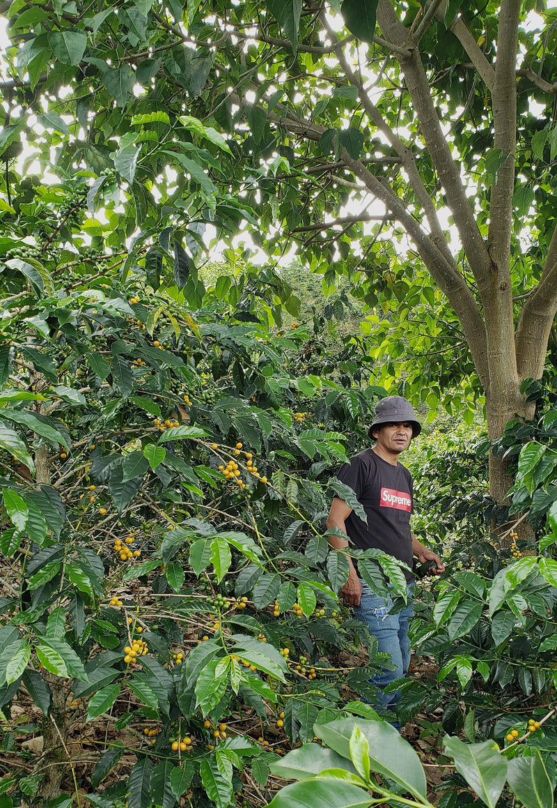 Colombia Huila Yellow Bourbon Double Fermentation - 36014-1 - 70.3 kg GrainPro Bags - SPOT COMIDWEST