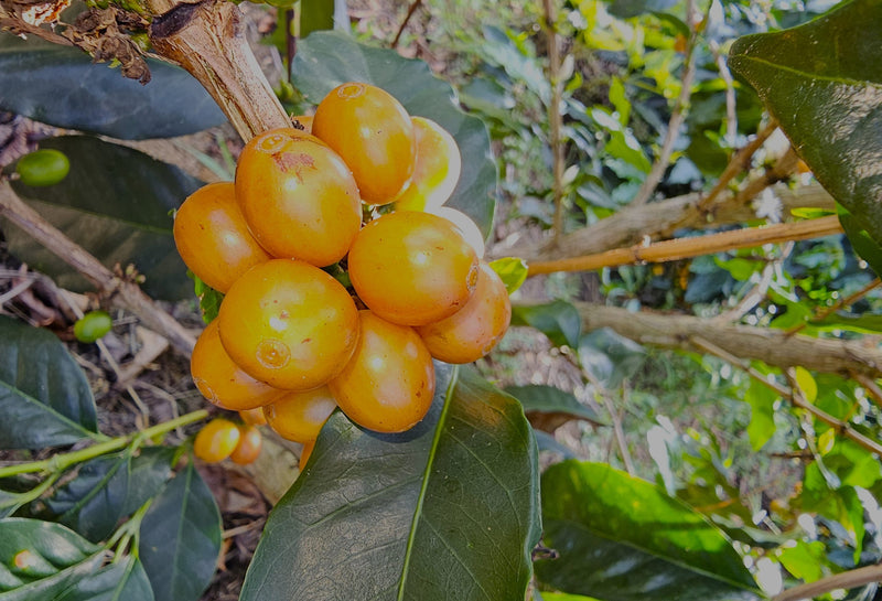 Colombia Huila Yellow Bourbon Double Fermentation - 36014 - 70.3 kg GrainPro Bags - SPOT RCWHSE