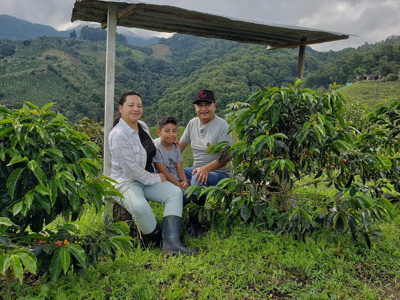 Colombia Huila Yellow Bourbon - 36013-1 - 69.6 kg GrainPro Bags - SPOT DUPUYHOU