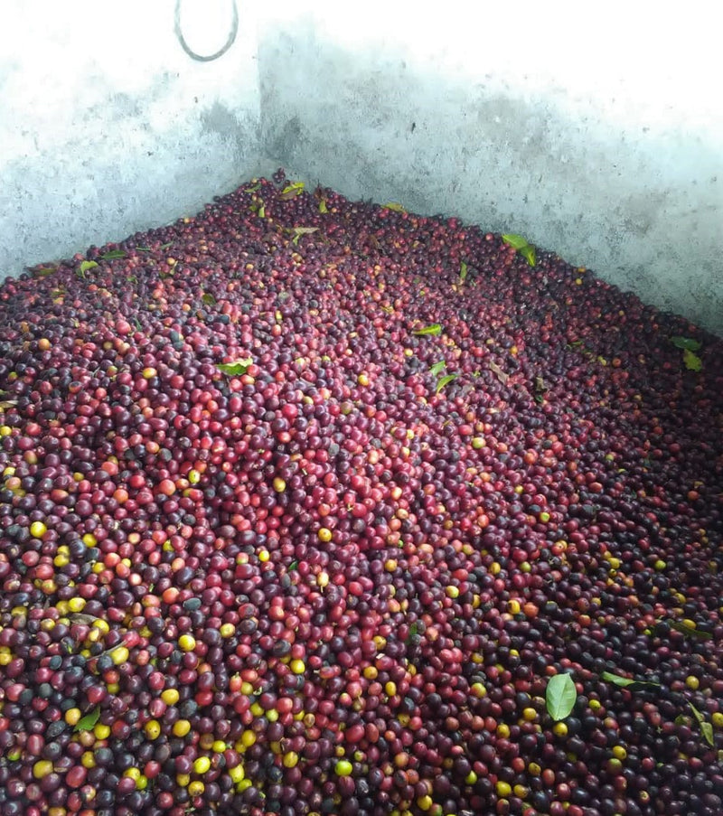 COLOMBIA ORGANIC HUILA ISNOS - 38675-1 - 69.9 kg GrainPro Bags - SPOT COSEATAC