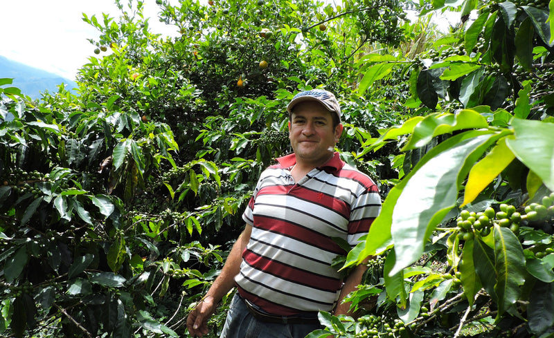 Colombia Narino Arboleda Berruecos AA - Lot 388 - 34783 - 70.1 kg GrainPro Bags - SPOT RCWHSE
