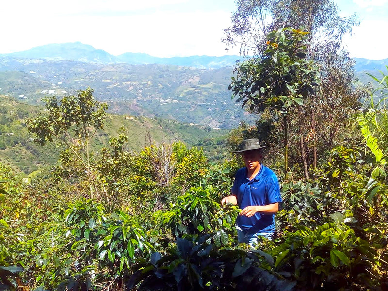 Colombia Narino Arboleda Berruecos AA - Lot 388 - 34783-2 - 70.1 kg GrainPro Bags - SPOT DUPUYHOU