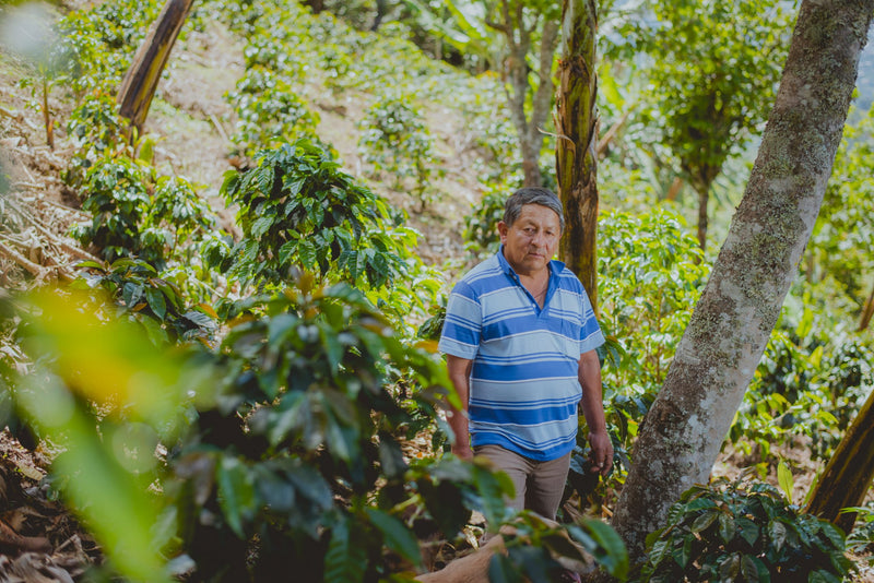 Colombia Narino Arboleda Berruecos AA - Lot 388 - 34783 - 70.1 kg GrainPro Bags - SPOT RCWHSE