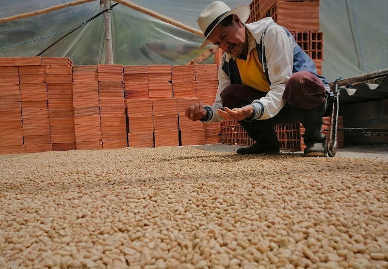 Colombia Narino Arboleda Berruecos AA - Lot 388 - 34783-2 - 70.1 kg GrainPro Bags - SPOT DUPUYHOU