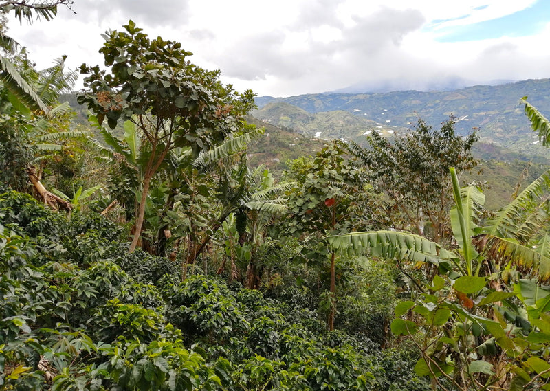Colombia Narino Arboleda Berruecos AA - Lot 388 - 34783 - 70.1 kg GrainPro Bags - SPOT RCWHSE