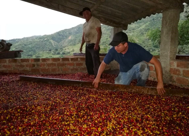 Colombia Narino Buesaco Huver Castillo Inoculated Fermentation Washed Castillo - 33514 - 35.8 kg GrainPro Bags - SPOT RCWHSE