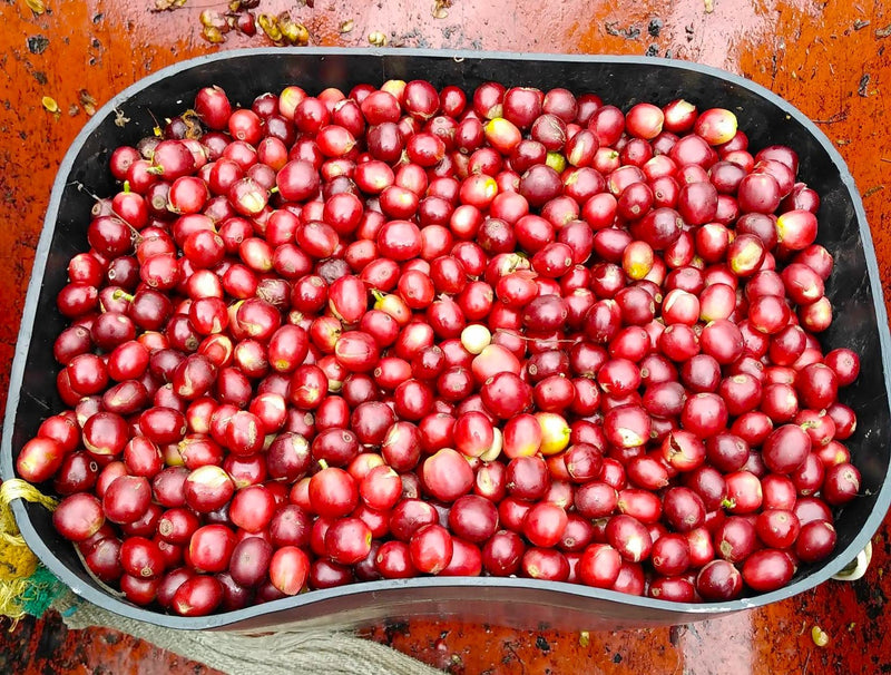 Colombia Narino Buesaco Huver Castillo Inoculated Fermentation Washed Castillo - 33514 - 35.8 kg GrainPro Bags - SPOT RCWHSE