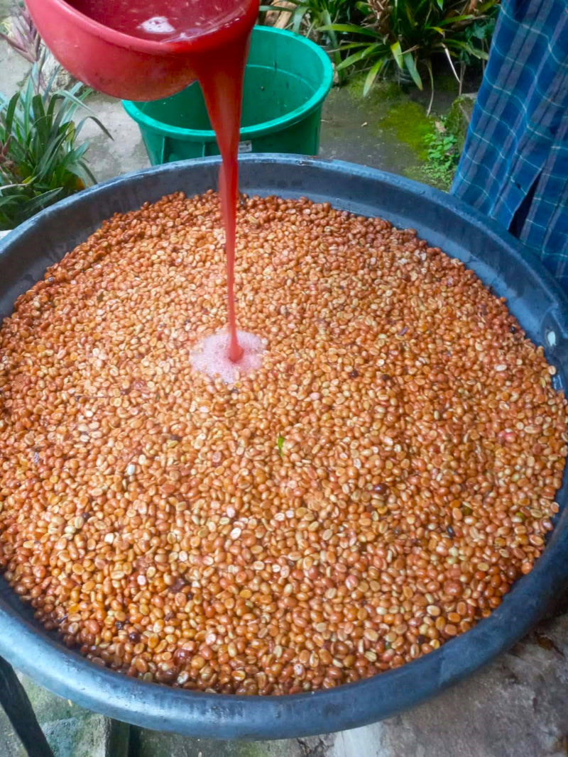 Colombia Narino Buesaco Huver Castillo Inoculated Fermentation Washed Castillo - 33514 - 35.8 kg GrainPro Bags - SPOT RCWHSE