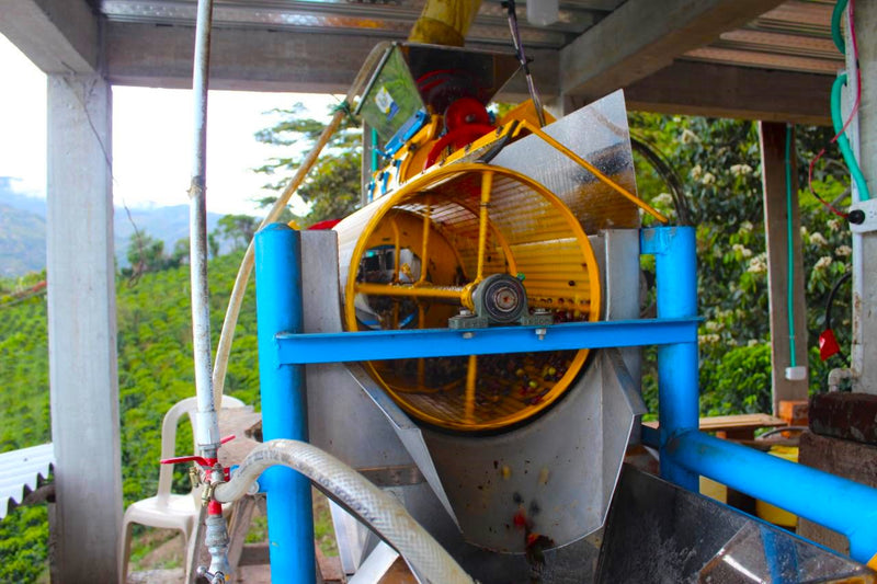 Colombia Narino Buesaco Huver Castillo Inoculated Fermentation Washed Castillo - 33514 - 35.8 kg GrainPro Bags - SPOT RCWHSE
