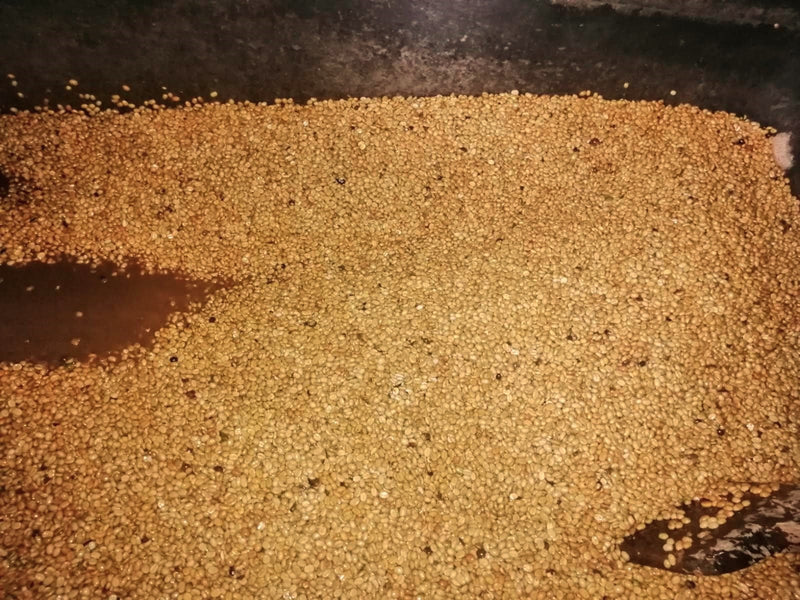 Colombia Narino Buesaco Huver Castillo Inoculated Fermentation Washed Castillo - 33514 - 35.8 kg GrainPro Bags - SPOT RCWHSE