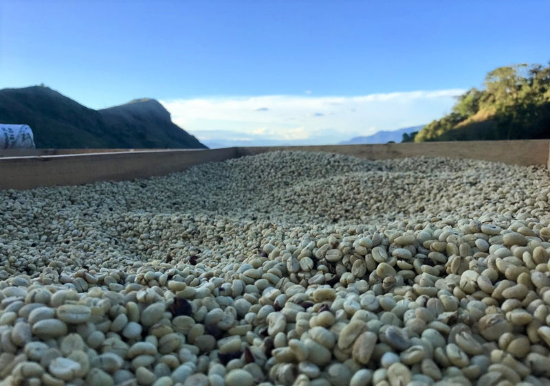 Colombia Narino Finca La Joya Yermy Neyl Pedraza Arias - *52385* - 27108 - 68.7 kg GrainPro Bags - SPOT RCWHSE
