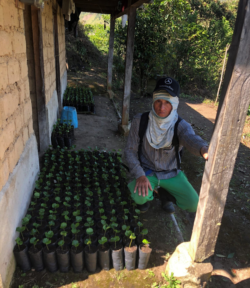 Colombia Nariño El Rosal - 30681 - 70.3 kg GrainPro Bags - SPOT RCWHSE