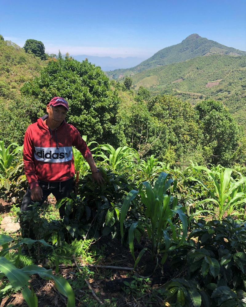 Colombia Nariño El Rosal - 30681 - 70.3 kg GrainPro Bags - SPOT RCWHSE