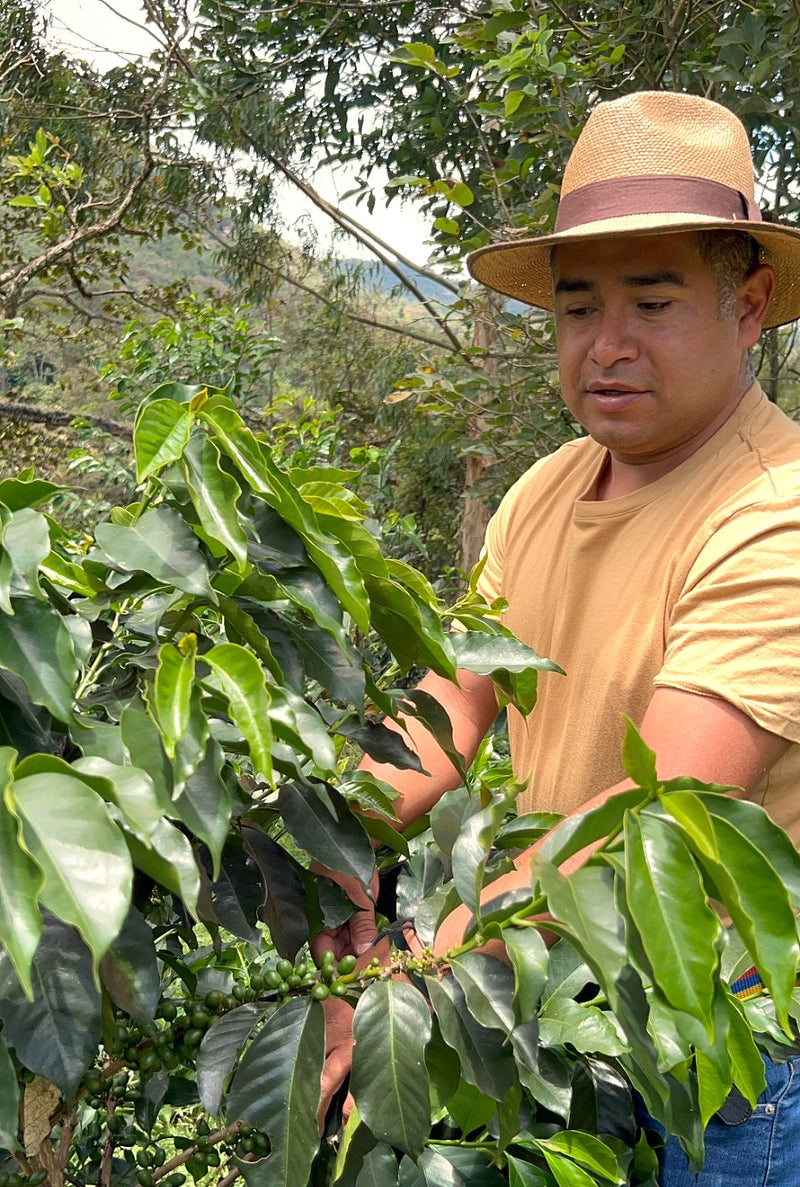 Colombia Narino Los Guayacanes Chiroso - 38505 - 69.2 kg GrainPro Bags - SPOT RCWHSE