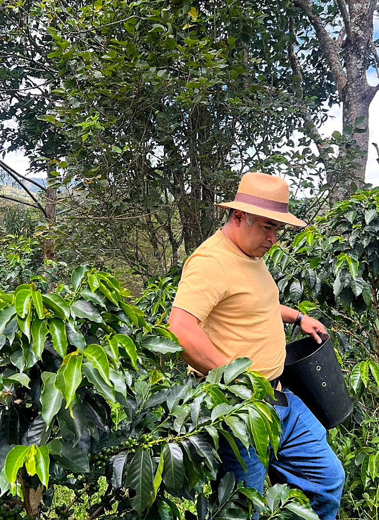 Colombia Narino Los Guayacanes Chiroso - 38505 - 69.2 kg GrainPro Bags - SPOT RCWHSE