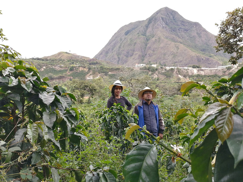 Colombia Narino San Pablo A - Lot 384 - 34782 - 70.1 kg GrainPro Bags - SPOT RCWHSE