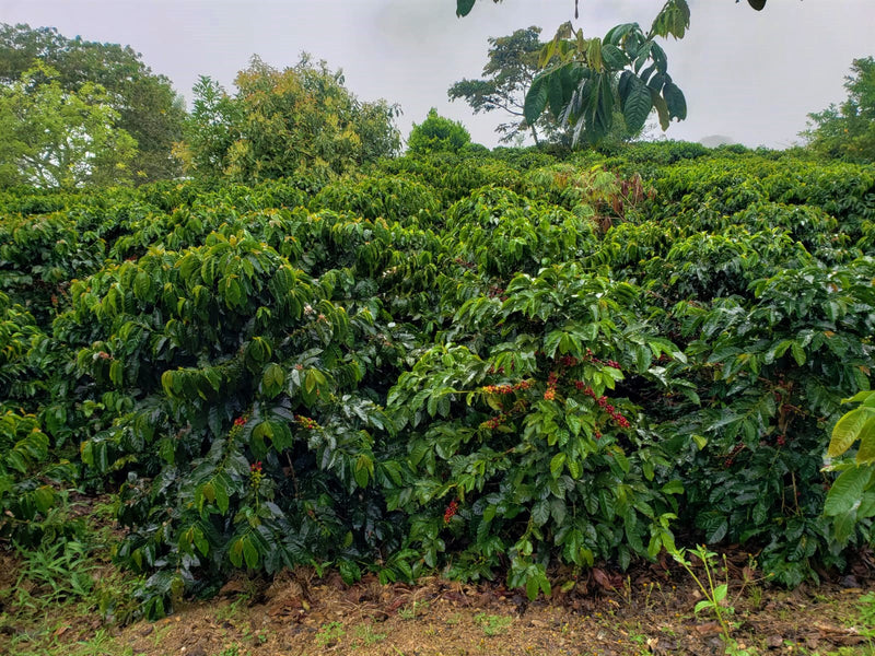 Colombia Narino Tropico Sur - 29720 - 69.9 kg GrainPro Bags - SPOT RCWHSE