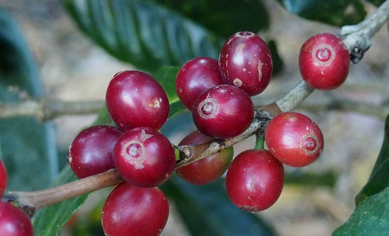 COLOMBIA ORGANIC TOLIMA BOSQUE GALILEA EP - *51338* - 25091 - 69.9 kg GrainPro Bags - SPOT RCWHSE