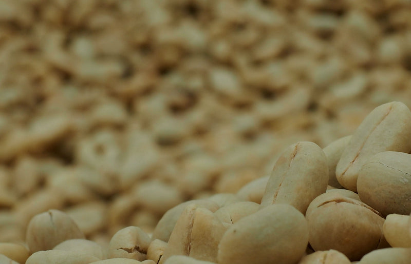 COLOMBIA ORGANIC TOLIMA BOSQUE GALILEA EP - *51338* - 25091 - 69.9 kg GrainPro Bags - SPOT RCWHSE