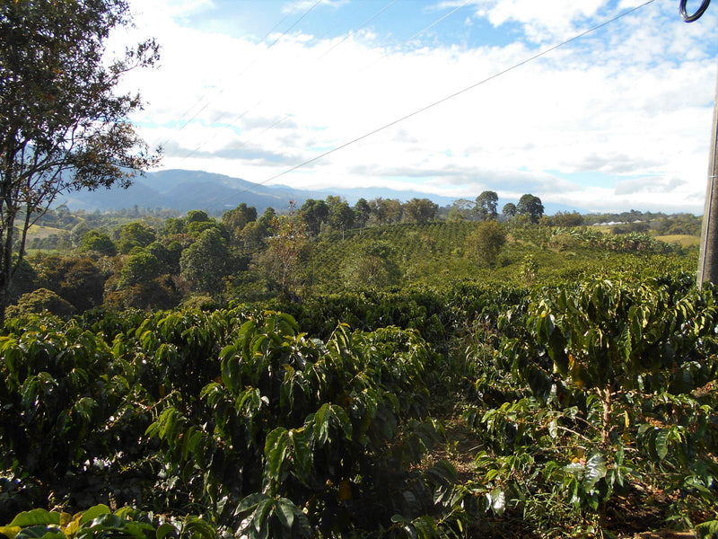 Colombia Cauca Piendamo A - *51426* - 24958 - GrainPro Bags - SPOT RCWHSE
