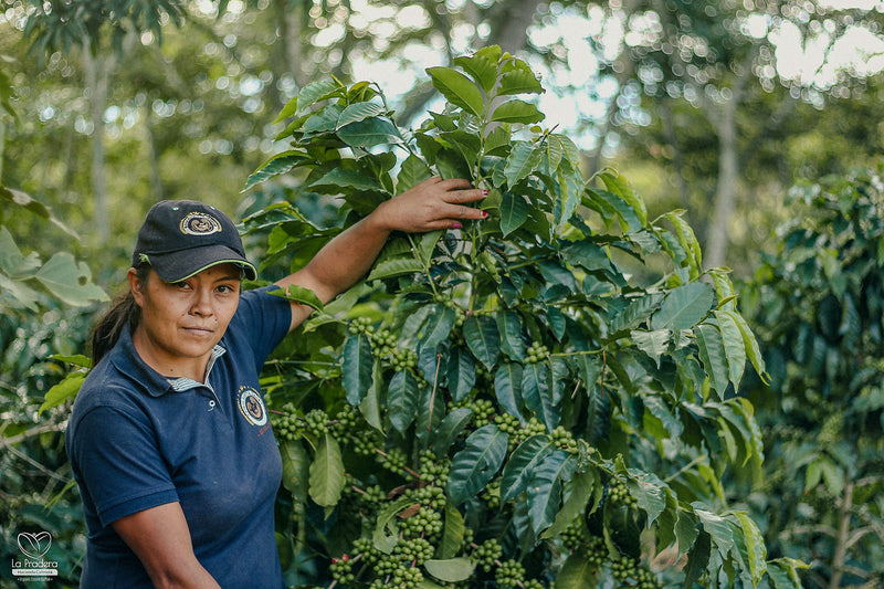 COLOMBIA ORGANIC RFA SMBC SANTANDER FINCA SANTA MARIA WOMENS COFFEE - *50246* - 25030 - 70.3 kg GrainPro Bags - SPOT RCWHSE