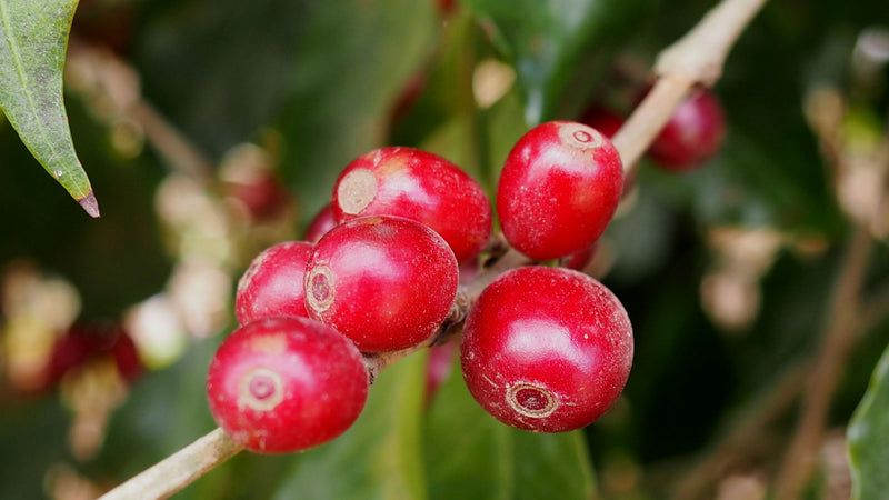 COLOMBIA FT-FLO/USA ORGANIC SIERRA NEVADA TAYRONACA - *48970W1* - 25035 - 69.9 kg GrainPro Bags - SPOT COSEATAC