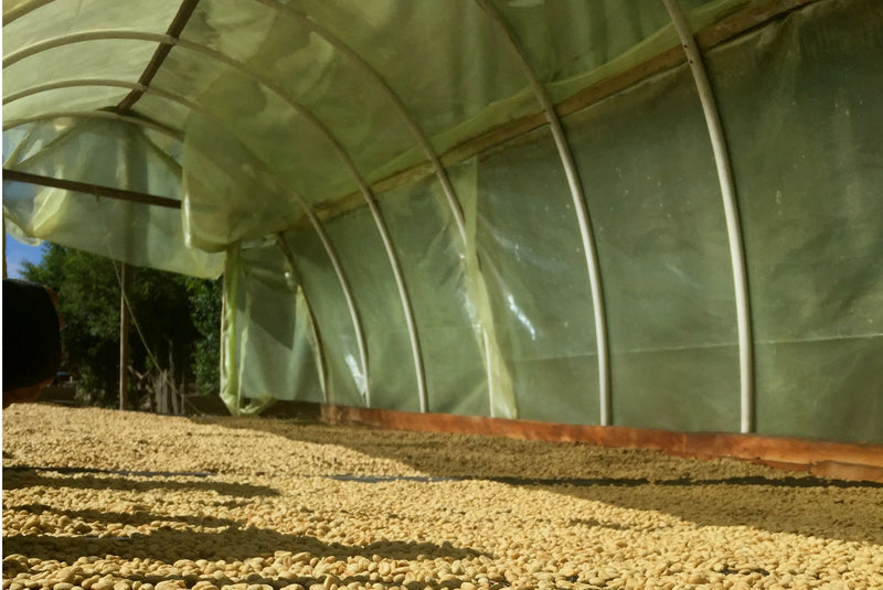 COLOMBIA FT-FLO/USA ORGANIC SIERRA NEVADA TAYRONACA - *48970W1* - 25035 - 69.9 kg GrainPro Bags - SPOT COSEATAC