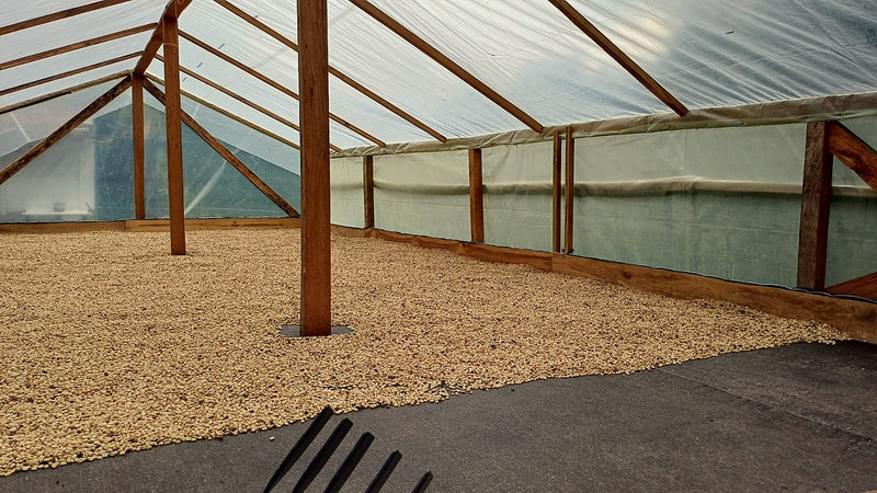Colombia Tolima 83+ EP - 34859 - 70.0 kg Bags - SPOT SEAFORTH