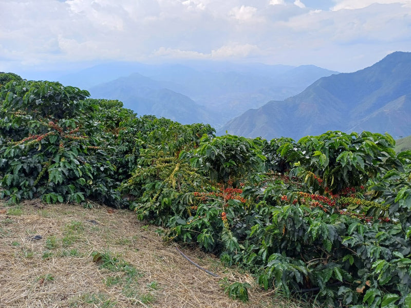 Colombia Tolima 83+ EP - 34859 - 70.0 kg Bags - SPOT SEAFORTH