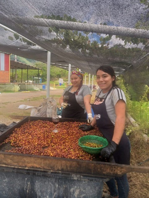 Colombia Tolima Dulce Natural - *50242* - 25096 - 70.2 kg GrainPro Bags - SPOT RCWHSE