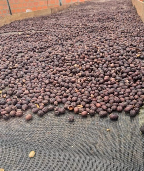 Colombia Tolima Dulce Natural - *46809C* - 25095 - 69.9 kg GrainPro Bags - SPOT SHANGHAI