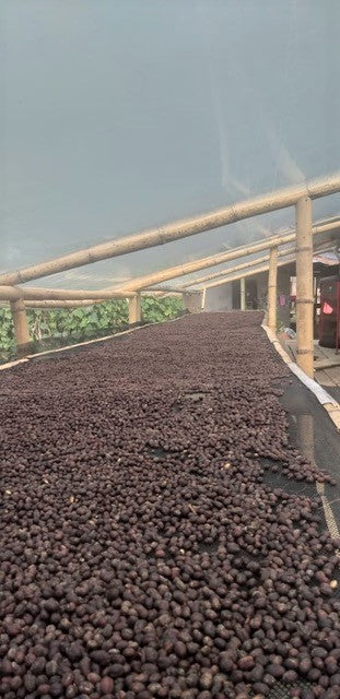Colombia Tolima Dulce Natural - *50242* - 25096 - 70.2 kg GrainPro Bags - SPOT RCWHSE