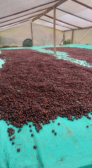 Colombia Tolima Dulce Natural - *50242* - 25096 - 70.2 kg GrainPro Bags - SPOT RCWHSE
