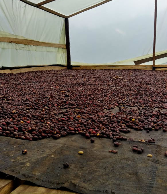 Colombia Tolima Dulce Natural - *46809C* - 25095 - 69.9 kg GrainPro Bags - SPOT SHANGHAI
