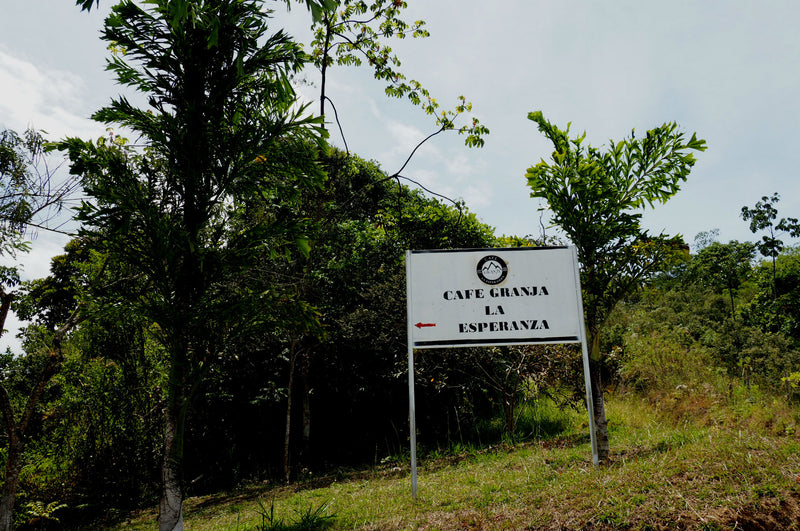 Colombia Valle Del Cauca La Esperanza Estate - *48085C* - 24965 - 70.2 kg GrainPro Bags - SPOT SHANGHAI