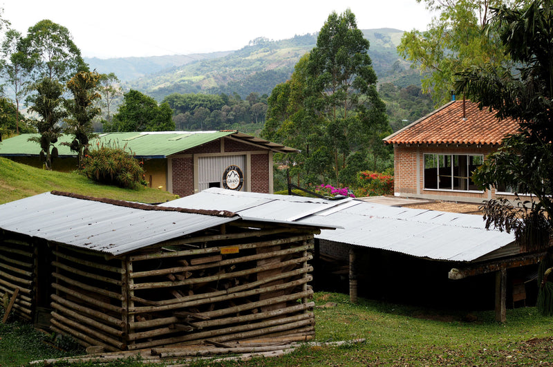 Colombia Valle Del Cauca El Trujillo - 30680-1 - 70.5 kg GrainPro Bags - SPOT SEAFORTH