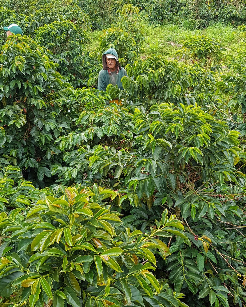 Colombia Cauca Corinto - *52077* - 26616 - 70.1 kg GrainPro Bags - SPOT RCWHSE