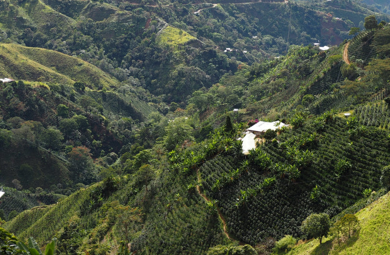 Colombia Cauca Corinto - 29221-4 - 69.9 kg GrainPro Bags - SPOT SEAFORTH