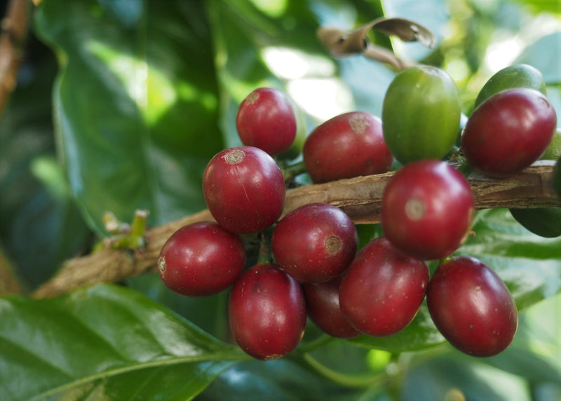 Colombia Cauca Corinto - *52077* - 26616 - 70.1 kg GrainPro Bags - SPOT RCWHSE