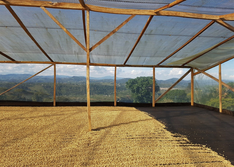 Colombia Cauca Corinto - *52077* - 26616 - 70.1 kg GrainPro Bags - SPOT RCWHSE