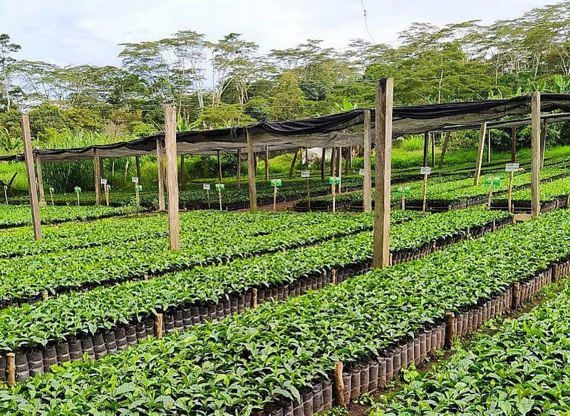 COLOMBIA ORGANIC SMITHSONIAN BIRD FRIENDLY MESA DE LOS SANTOS TABI - *51960* - 27065-1 - 69.8 kg GrainPro Bags - SPOT SEAFORTH