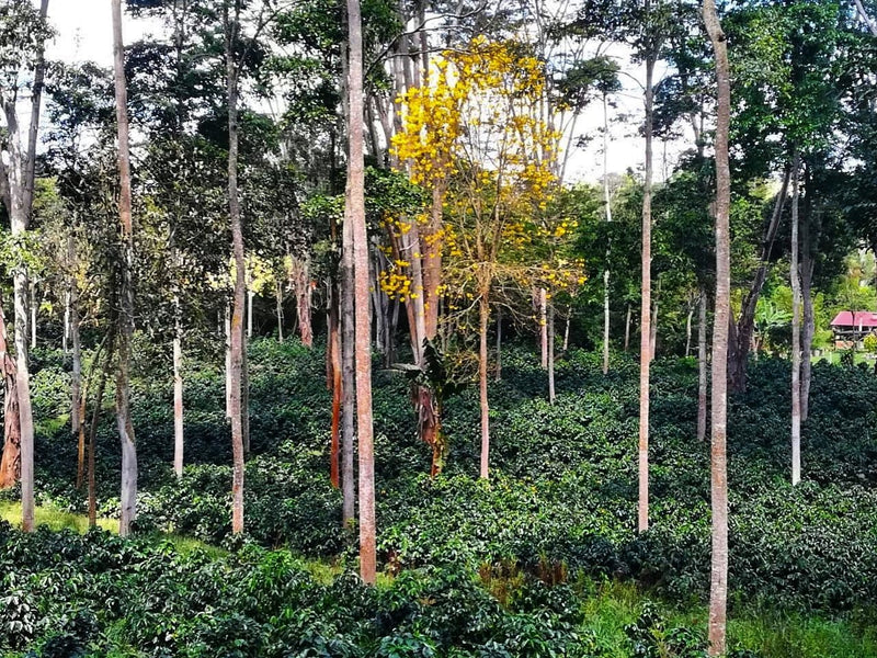 COLOMBIA ORGANIC SMBC MESA DE LOS SANTOS CATURRA - *51922* - 26611 - 70.6 kg GrainPro Bags - SPOT RCWHSE