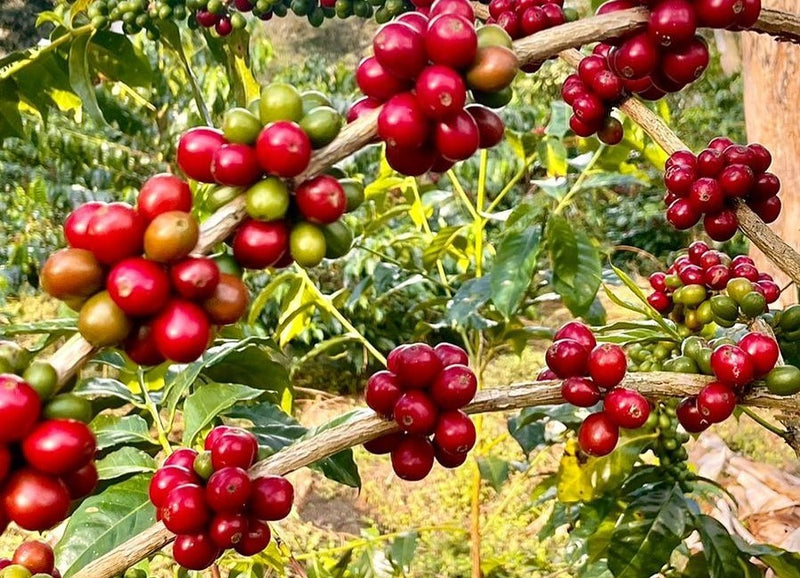 COLOMBIA ORGANIC SMITHSONIAN BIRD FRIENDLY MESA DE LOS SANTOS TYPICA - *51961* - 27066 - 69.8 kg GrainPro Bags - SPOT RCWHSE