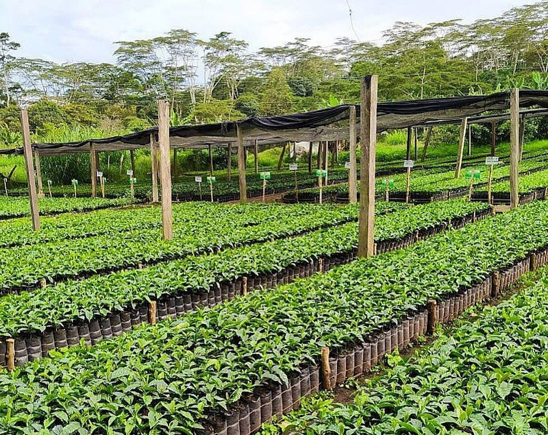 COLOMBIA ORGANIC SMBC MESA DE LOS SANTOS CATURRA - 29026 - 69.8 kg GrainPro Bags - SPOT COSEATAC