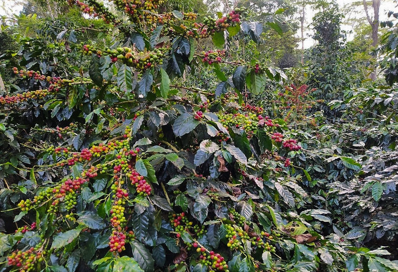 COLOMBIA ORGANIC SMITHSONIAN BIRD FRIENDLY MESA DE LOS SANTOS TABI - *51960* - 27065-1 - 69.8 kg GrainPro Bags - SPOT SEAFORTH