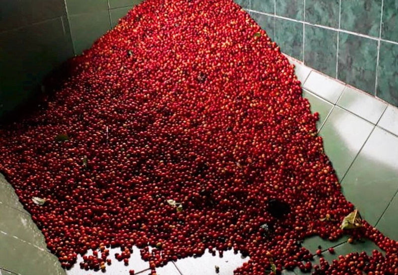 COLOMBIA ORGANIC SMBC MESA DE LOS SANTOS CATURRA - 29026 - 69.8 kg GrainPro Bags - SPOT COSEATAC