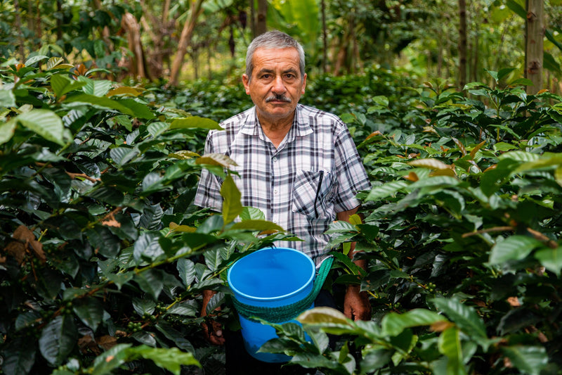 PERU FT-FLO/USA ORGANIC CAJAMARCA RUTAS DEL INCA SHG EP - 31060 - 975.2 kg Super Sack - SPOT COSEATAC