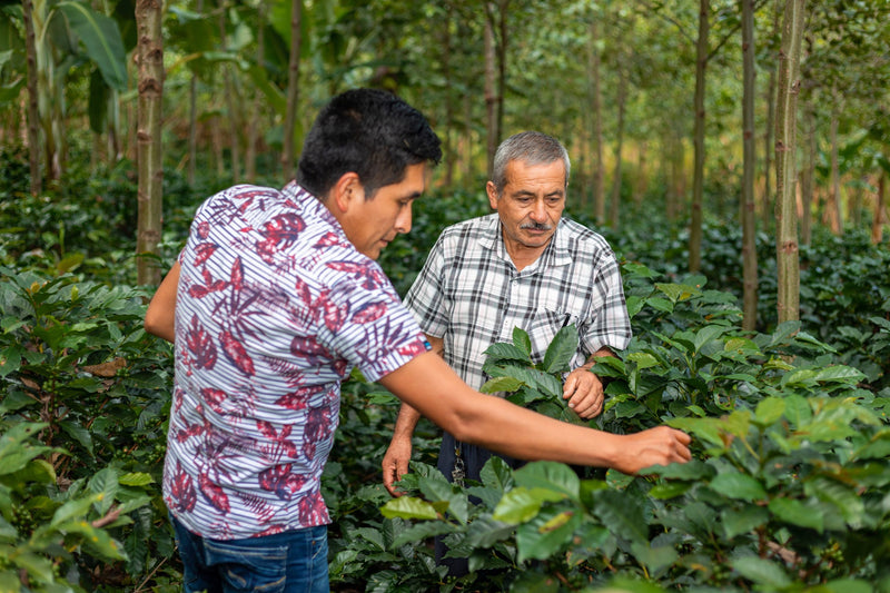 PERU FT-FLO/USA ORGANIC CAJAMARCA RUTAS DEL INCA SHG EP - 31060 - 975.2 kg Super Sack - SPOT COSEATAC