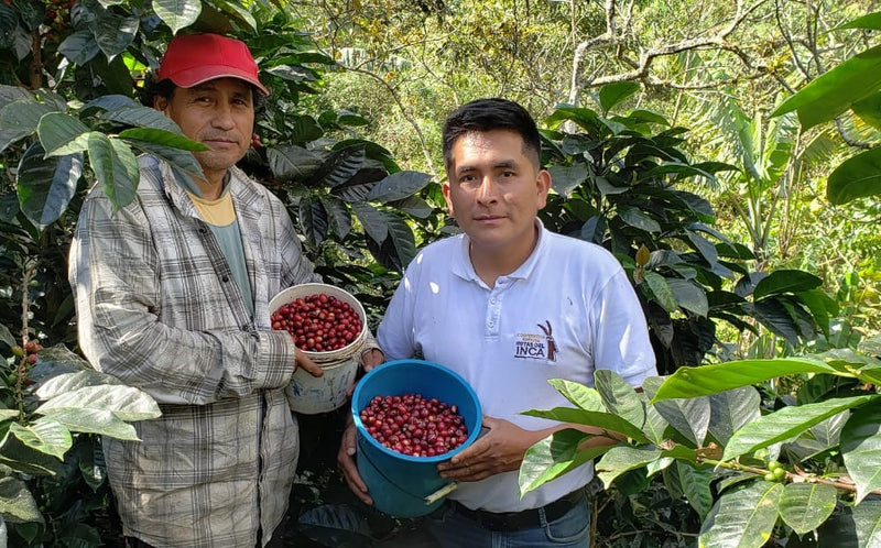 PERU FT-FLO/USA ORGANIC CAJAMARCA RUTAS DEL INCA SHG EP - 31060 - 975.2 kg Super Sack - SPOT COSEATAC